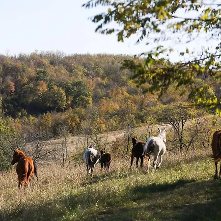 Dharma Horse Shelter & Farmping Siofok