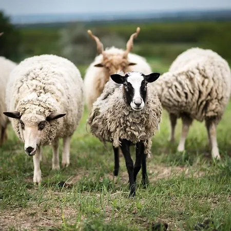 Dharma Horse Shelter & Farmping Siofok