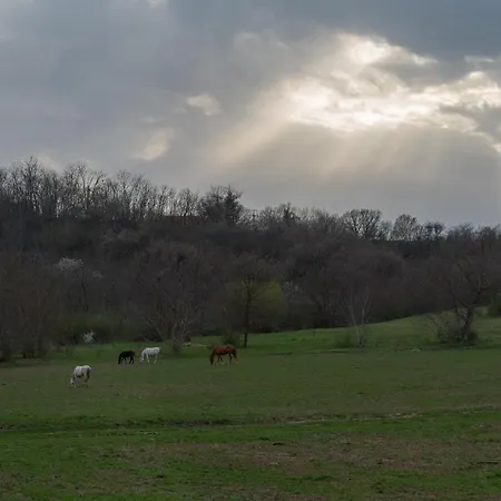 Dharma Horse Shelter & Farmping Kamp alanı