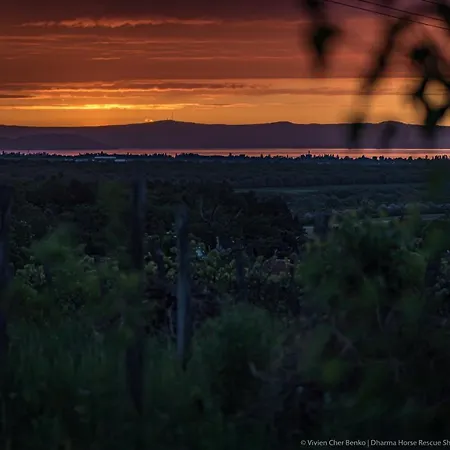 Dharma Horse Shelter & Farmping Kamp alanı *