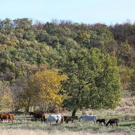 Dharma Horse Shelter & Farmping * Siofok