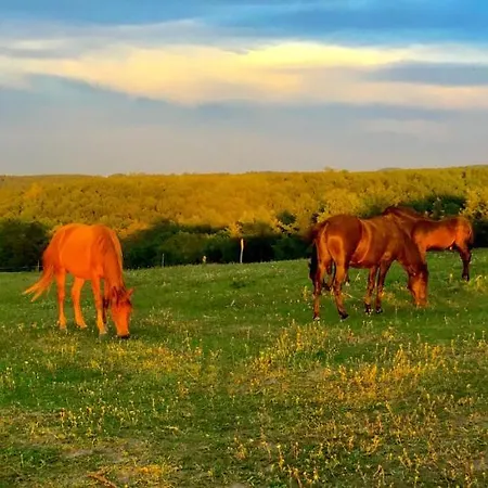 Dharma Horse Shelter & Farmping Kamp alanı Siofok