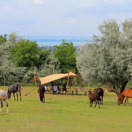 Kamp alanı Dharma Horse Shelter & Farmping *