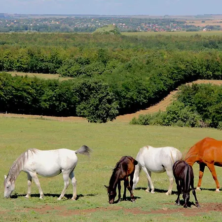 Dharma Horse Shelter & Farmping Kamp alanı