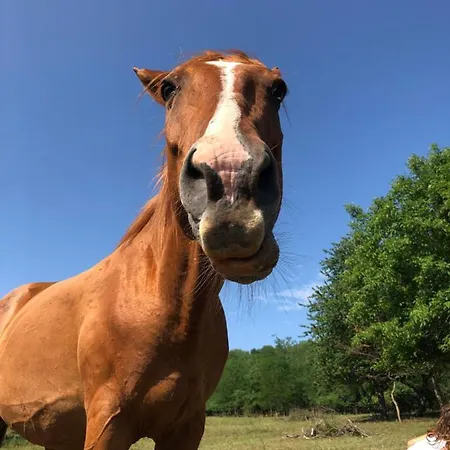 Dharma Horse Shelter & Farmping Kamp alanı Siofok