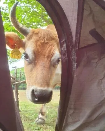 Dharma Horse Shelter & Farmping *