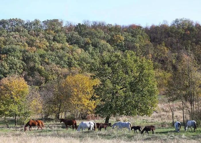 Dharma Horse Shelter & Farmping * שיופוק