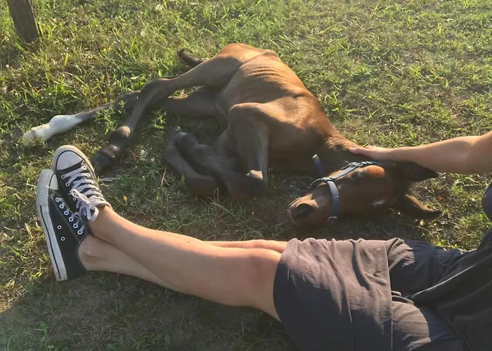 Camping Dharma Horse Shelter & Farmping